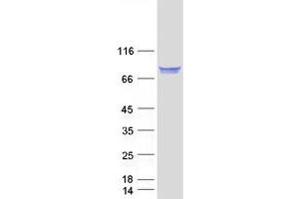 FAM65B Protein (Transcript Variant 2) (Myc-DYKDDDDK Tag)