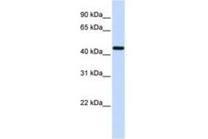 Image no. 1 for anti-Coagulation Factor II (thrombin) Receptor (F2R) (AA 51-100) antibody (ABIN6743587) (PAR1 抗体  (AA 51-100))