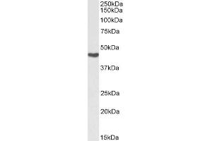 Biotinylated ABIN5539685 (0. (ASS1 抗体  (Internal Region) (Biotin))