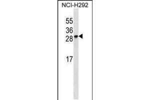 Western blot analysis in NCI-H292 cell line lysates (35ug/lane). (RFESD 抗体  (AA 78-107))