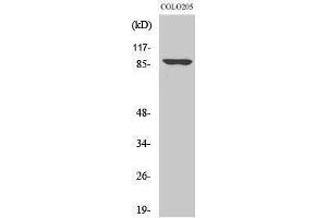 Western Blotting (WB) image for anti-Oct-1 (Ser1070) antibody (ABIN6283337) (Oct-1 抗体  (Ser1070))