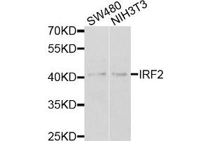 Western blot analysis of extracts of various cell lines, using IRF2 antibody. (IRF2 抗体)