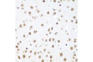 Immunohistochemistry of paraffin-embedded mouse brain using DDX39B antibody (ABIN5974669) at dilution of 1/100 (40x lens). (DDX39B 抗体)