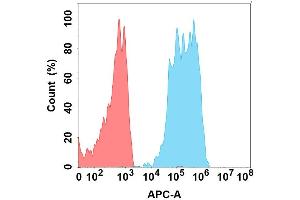 Flow cytometry analysis with Anti-CD96 on Expi293 cells transfected with human CD96 (Blue histogram) or Expi293 transfected with irrelevant protein (Red histogram). (CD96 抗体)