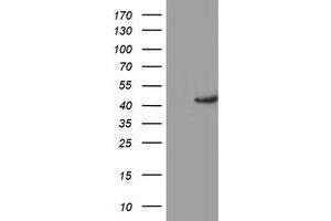 Western Blotting (WB) image for anti-Potassium Voltage-Gated Channel, Shaker-Related Subfamily, beta Member 1 (KCNAB1) antibody (ABIN1498998) (KCNAB1 抗体)