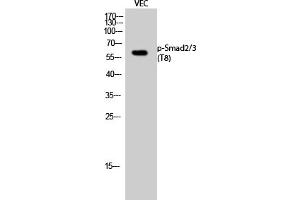 Western Blot analysis of VEC cells using Phospho-Smad2/3 (T8) Polyclonal Antibody. (Smad2/3 抗体  (pThr8))