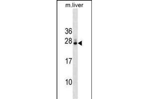 DNAJB9 Antibody (N-term) (ABIN1539349 and ABIN2849425) western blot analysis in mouse liver tissue lysates (35 μg/lane). (DNAJB9 抗体  (N-Term))