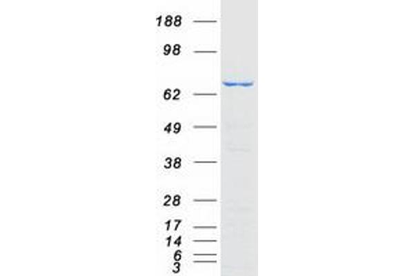 COG2 Protein (Transcript Variant 1) (Myc-DYKDDDDK Tag)