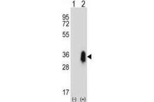 Western Blotting (WB) image for anti-CD27 Molecule (CD27) antibody (ABIN2997506) (CD27 抗体)