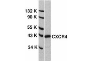 Image no. 1 for anti-Chemokine (C-X-C Motif) Receptor 4 (CXCR4) (N-Term) antibody (ABIN201184) (CXCR4 抗体  (N-Term))