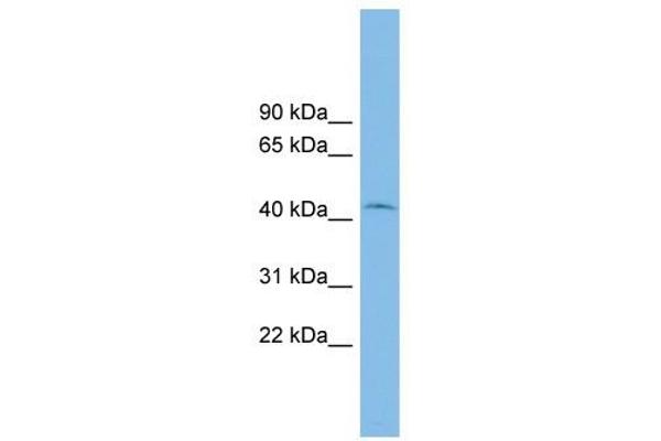 RIBC1 抗体  (Middle Region)