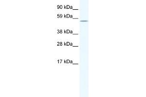 WB Suggested Anti-HOMEZ Antibody Titration:  1. (HOMEZ 抗体  (N-Term))