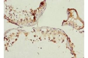 Immunohistochemistry of paraffin-embedded human testis tissue using ABIN7166308 at dilution of 1:100 (WNT5B 抗体  (AA 120-359))