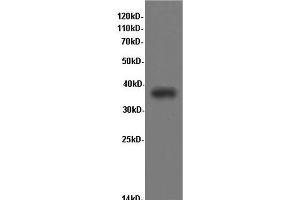Western Blot analysis of Rat kidney tissue using CD68 Polyclonal Antibody at dilution of 1:600 (CD68 抗体)
