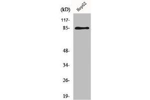 Western Blot analysis of HepG2 cells using GIT2 Polyclonal Antibody (GIT2 抗体  (Internal Region))