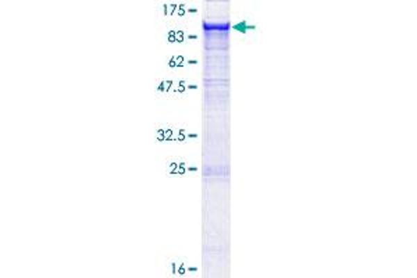 Integrin beta 5 Protein (ITGB5) (AA 1-799) (GST tag)