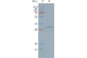 Human TS-Nanodisc, Flag Tag on SDS-PAGE (Tspan-8 蛋白)