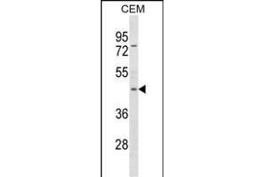 FOXP3 Antibody (C-term ) (ABIN1537275 and ABIN2850158) western blot analysis in CEM cell line lysates (35 μg/lane). (FOXP3 抗体  (C-Term))