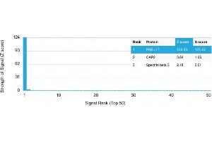 Analysis of Protein Array containing more than 19,000 full-length human proteins using gp100 Mouse Monoclonal Antibody (PMEL/2038). (Melanoma gp100 抗体  (AA 376-502))