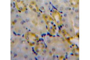 IHC-P analysis of Kidney tissue, with DAB staining. (CLIC4 抗体  (AA 104-253))