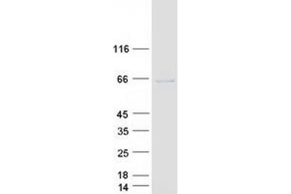 GRK7 Protein (Myc-DYKDDDDK Tag)