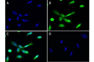 Immunofluorescence (IF) image for anti-Polo-Like Kinase 1 (PLK1) antibody (ABIN6655434)