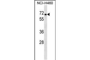 Western blot analysis in NCI-H460 cell line lysates (35ug/lane). (PDE1B 抗体  (C-Term))