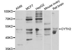 Western blot analysis of extracts of various cell lines, using CYTH2 antibody (ABIN5974231) at 1/1000 dilution. (Cytohesin 2 抗体)