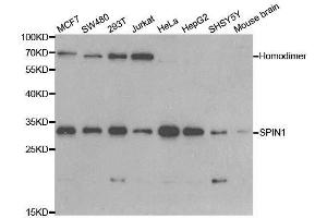 Western blot analysis of extracts of various cell lines, using SPIN1 antibody. (Spindlin 1 抗体  (AA 1-262))