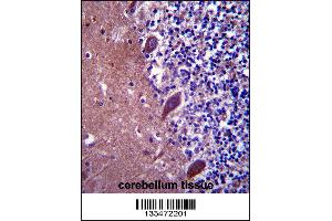 TTC13 Antibody immunohistochemistry analysis in formalin fixed and paraffin embedded human cerebellum tissue followed by peroxidase conjugation of the secondary antibody and DAB staining. (TTC13 抗体  (N-Term))