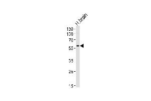 Western blot analysis of lysate from human brain tissue lysate, using Syncytin(ERVWE1) Antibody (ABIN389173 and ABIN2839338). (HERV (ERVWE1) (AA 400-429) 抗体)