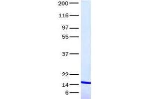 Validation with Western Blot (Thymic Stromal Lymphopoietin Protein (TSLP) (Transcript Variant 1))