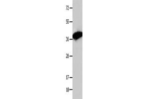 Western Blotting (WB) image for anti-COP9 Constitutive Photomorphogenic Homolog Subunit 5 (Arabidopsis) (COPS5) antibody (ABIN2421762) (COPS5 抗体)