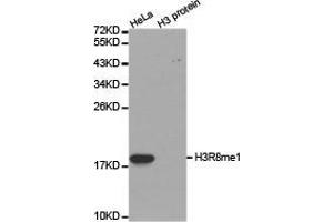 Western Blotting (WB) image for anti-Histone 3 (H3) (H3R8me) antibody (ABIN1873015) (Histone 3 抗体  (H3R8me))