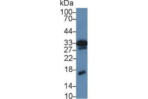 Western blot analysis of Mouse Kidney lysate, using Mouse MK Antibody (5 µg/ml) and HRP-conjugated Goat Anti-Rabbit antibody ( (Midkine 抗体  (AA 22-140))