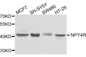Western blot analysis of extracts of various cell lines, using NPY4R antibody. (NPY4R 抗体)