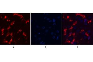 Immunofluorescence analysis of human liver tissue. (alpha-SMA 抗体)