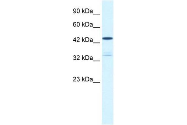 KCNAB3 抗体  (N-Term)