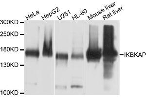 Western blot analysis of extracts of various cell lines, using IKBKAP antibody (ABIN6003825) at 1/1000 dilution. (IKAP/p150 抗体)