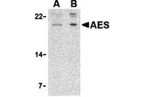 Western Blotting (WB) image for anti-Amino-terminal Enhancer of Split (AES) (N-Term) antibody (ABIN1031216) (AES 抗体  (N-Term))