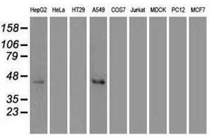 Image no. 3 for anti-Mitogen-Activated Protein Kinase 8 (MAPK8) (AA 1-384) antibody (ABIN1490768) (JNK 抗体  (AA 1-384))