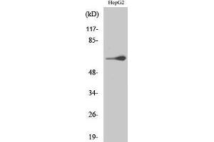 Western Blotting (WB) image for anti-Testis-Specific Kinase 2 (TESK2) (Internal Region) antibody (ABIN3187230) (TESK2 抗体  (Internal Region))