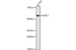 Western blot analysis of extracts of U-937 cells, using ODC1 antibody (ABIN1680080, ABIN3018249, ABIN3018250 and ABIN7101588) at 1:1000 dilution. (ODC1 抗体)