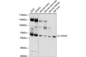 Western blot analysis of extracts of various cell lines, using NOX3 antibody (ABIN6129307, ABIN6144750, ABIN6144751 and ABIN6220324) at 1:1000 dilution. (NOX3 抗体  (AA 223-395))