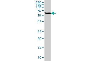 Western Blotting (WB) image for anti-Stress-Induced-phosphoprotein 1 (STIP1) (AA 1-543) antibody (ABIN564756)