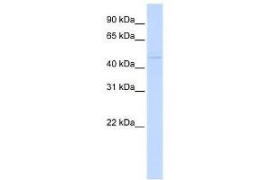 ZBTB43 antibody used at 1. (ZBTB43 抗体  (N-Term))