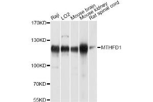 Western blot analysis of extracts of various cell lines, using MTHFD1 antibody. (MTHFD1 抗体)