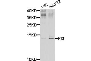 Western blot analysis of extracts of various cell lines, using PI3 antibody (ABIN5974984) at 1/1000 dilution. (PI3 抗体)