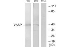 Western blot analysis of extracts from HeLa/COS7 cells, using VASP (Ab-238) Antibody. (VASP 抗体  (AA 206-255))