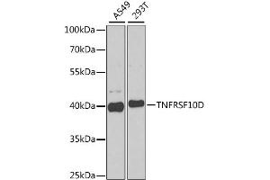 Western blot analysis of extracts of various cell lines, using TNFRSF10D antibody. (DcR2 抗体)